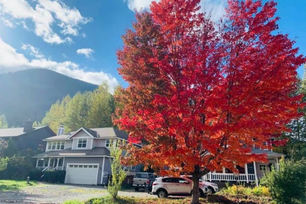 House sit in Pemberton, BC, Canada