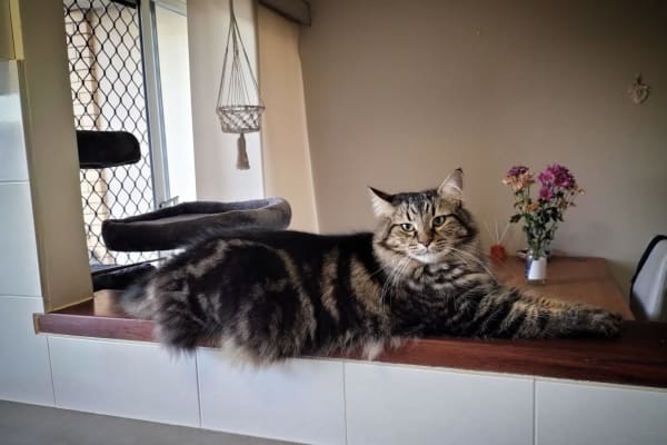 House sit in Nundah, QLD, Australia