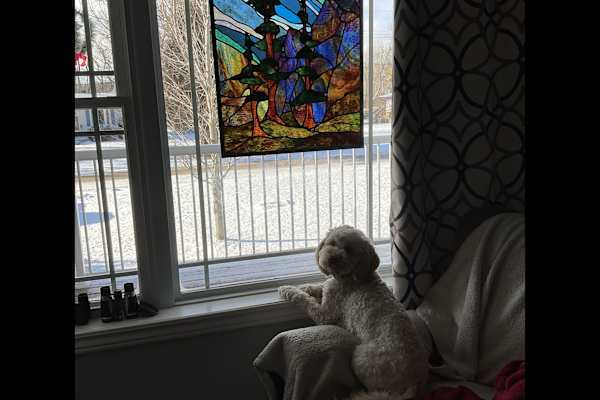 House sit in Minden, ON, Canada