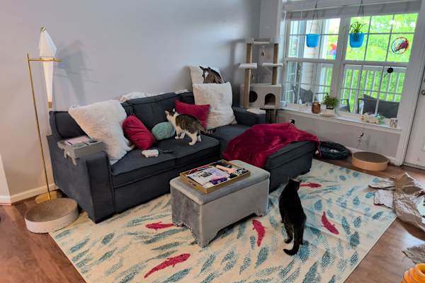 House sit in Leesburg, VA, US