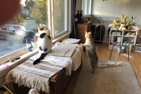 House sit in Seattle, WA, US