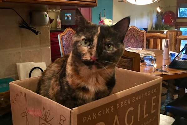 House sit in Boulder, CO, US