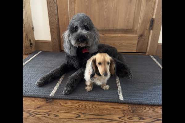 House sit in Ketchum, ID, US