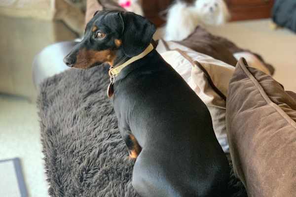 House sit in Las Vegas, NV, US