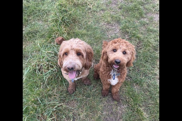 House sit in Canterbury, United Kingdom