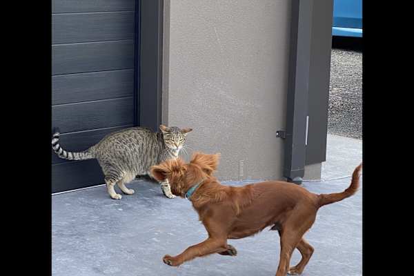 House sit in Tauranga, New Zealand