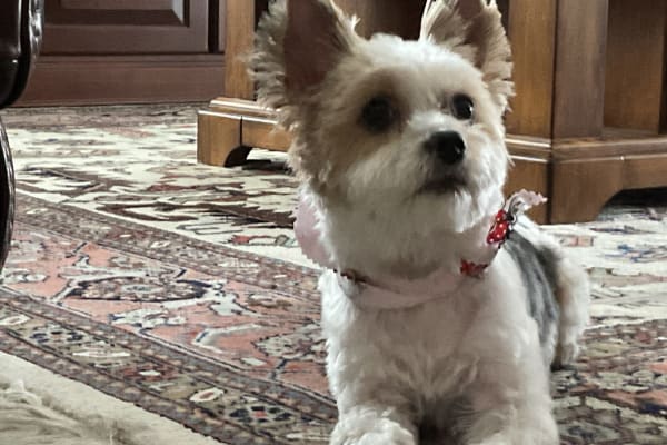 House sit in The Villages, FL, US