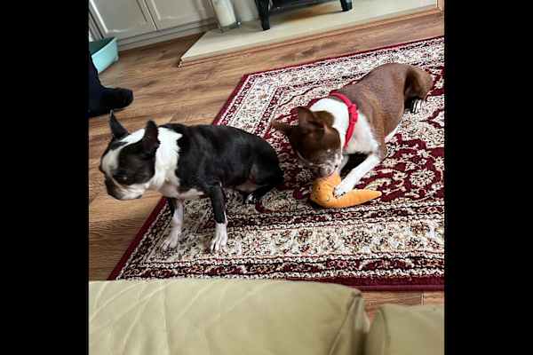 House sit in Probus, United Kingdom