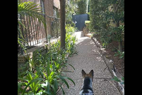 House sit in Sydney, NSW, Australia