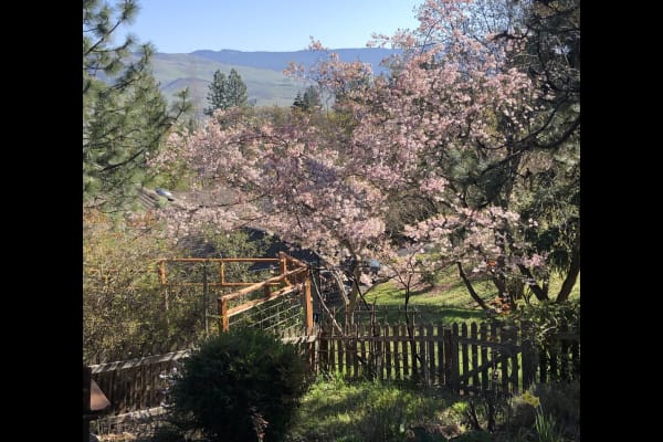 House sit in Ashland, OR, US