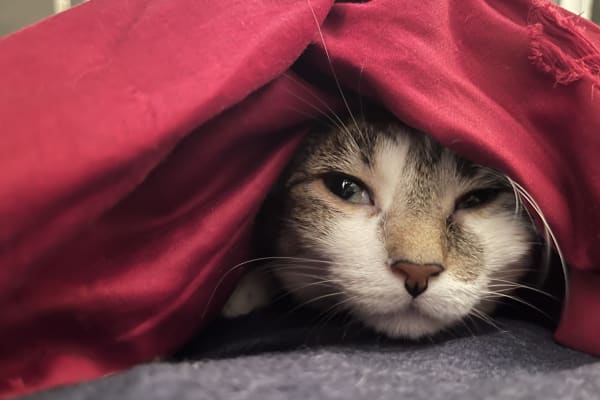 House sit in Windsor Terrace, NY, US