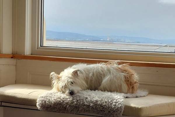 House sit in Burnham-on-Sea, United Kingdom