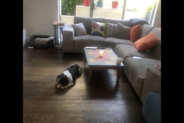 House sit in Sydney, NSW, Australia