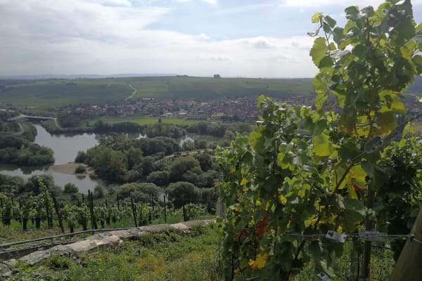 House sit in Würzburg, Germany