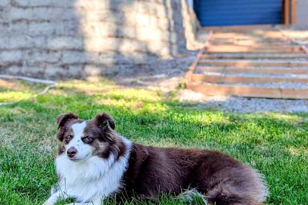 House sit in Sammamish, WA, US