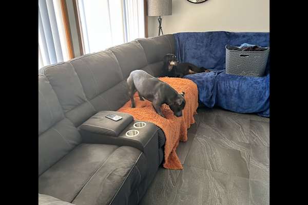 House sit in Hobart, TAS, Australia