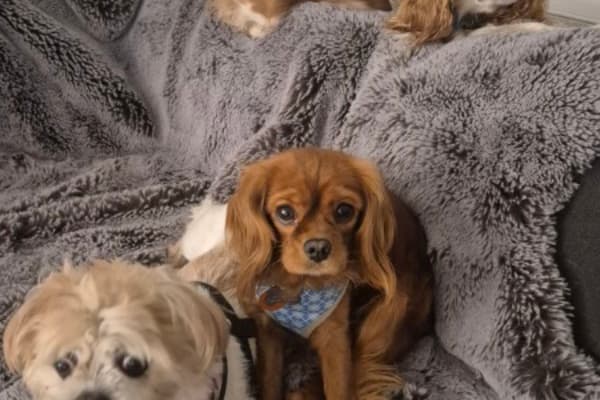 House sit in Charlotte, NC, US