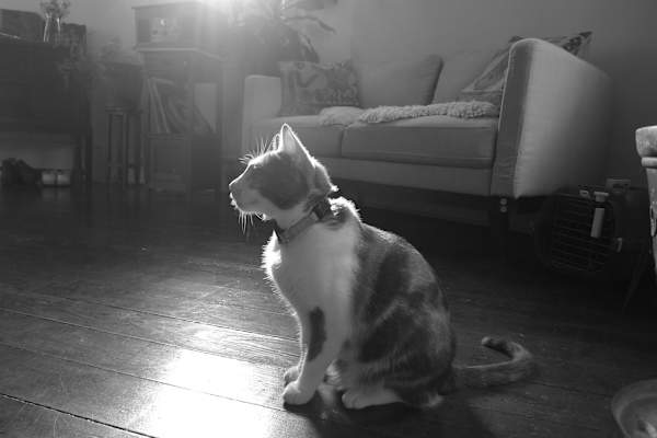 House sit in New Orleans, LA, US