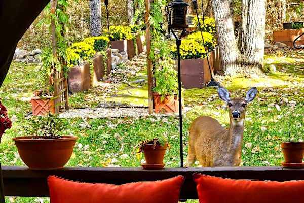 House sit in Effort, PA, US