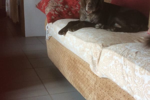 House sit in Chapinheira, Portugal