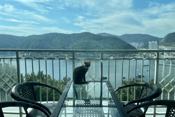 House sit in Busan, South Korea