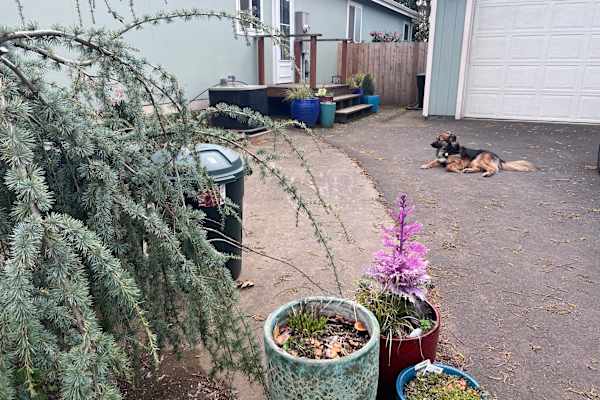 House sit in Hood River, OR, US