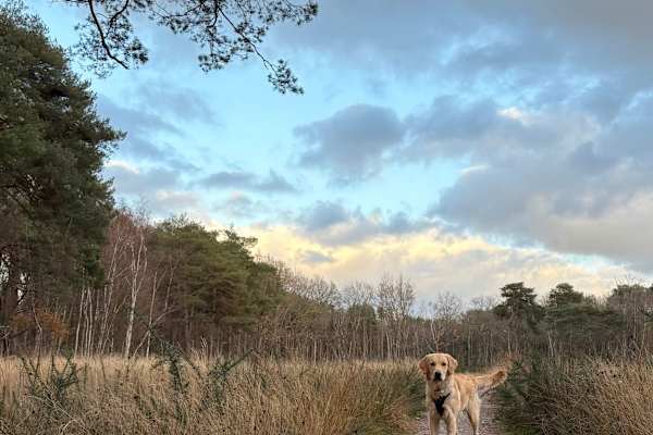 House sit in Woking, United Kingdom