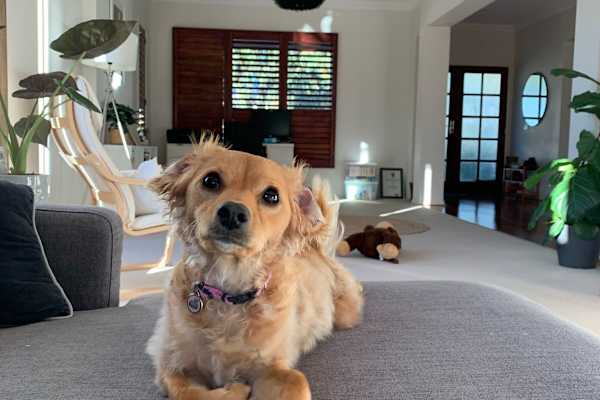 House sit in Torquay, VIC, Australia