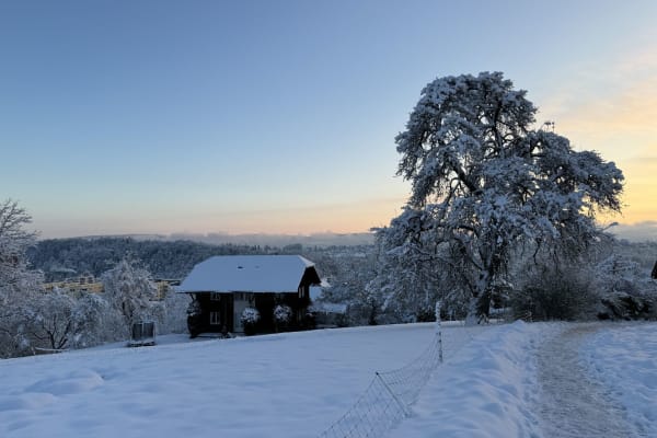 House sit in Zürich, Switzerland