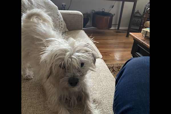 House sit in Ashland, OR, US