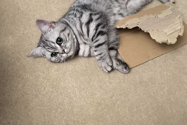 House sit in Birmingham, United Kingdom