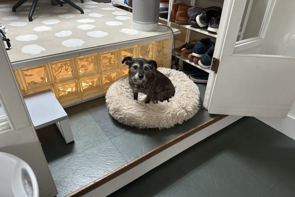 House sit in Jersey City, NJ, US