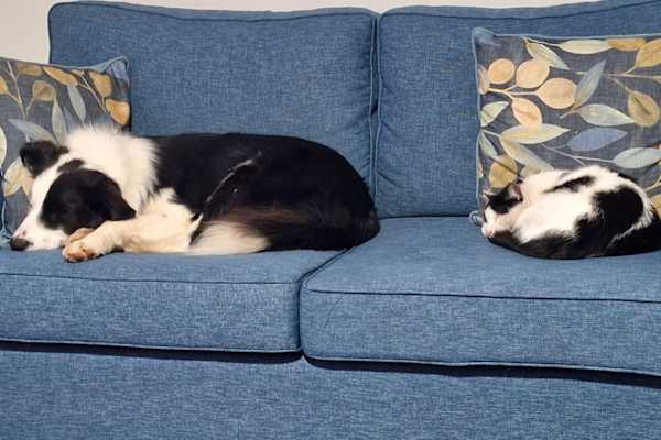 House sit in Batemans Bay, NSW, Australia