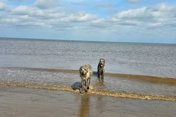House sit in Hunstanton, United Kingdom