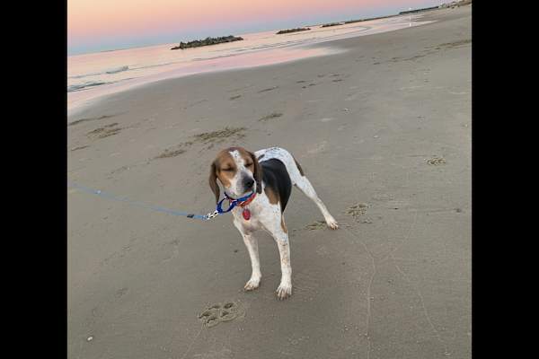 House sit in Norfolk, VA, US