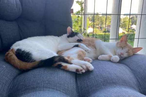 House sit in Bern, Switzerland