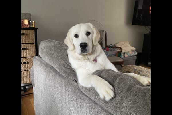 House sit in Tsawwassen, BC, Canada