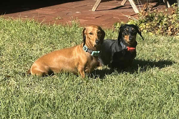 House sit in Adelaide, SA, Australia