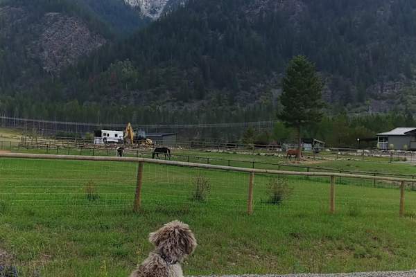 House sit in Fernie, BC, Canada