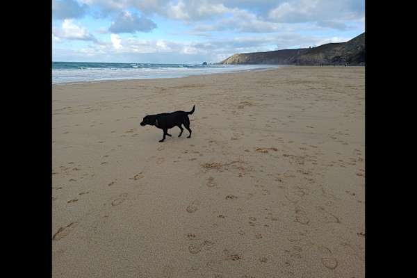 House sit in Mount Hawke, United Kingdom