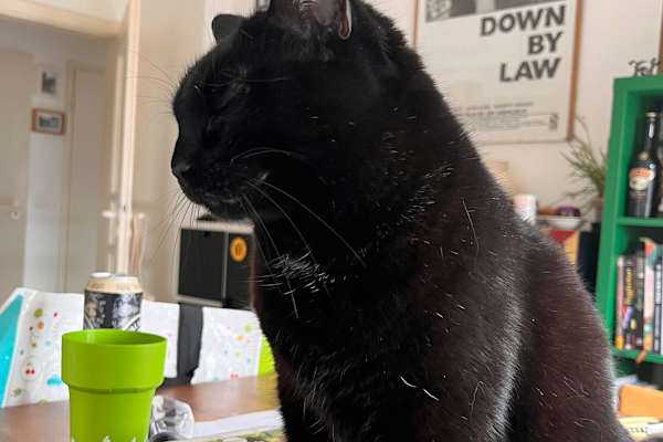 House sit in Esch-sur-Alzette, Luxembourg