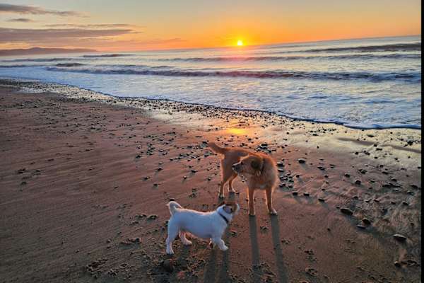 House sit in Amberley, New Zealand