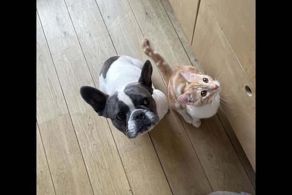 House sit in Brussels, Belgium