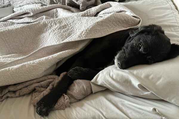 House sit in Concord, MA, US