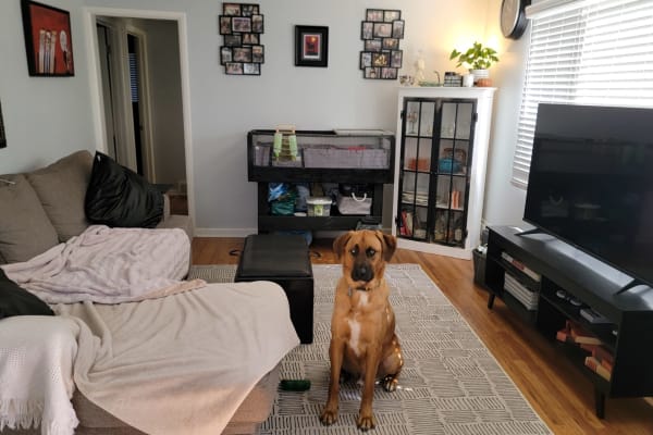 House sit in Denver, CO, US