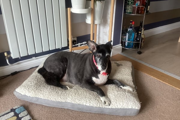 House sit in Basingstoke, United Kingdom