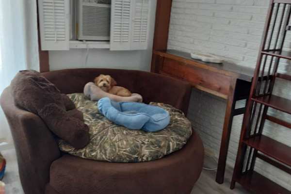 House sit in Los Angeles, CA, US