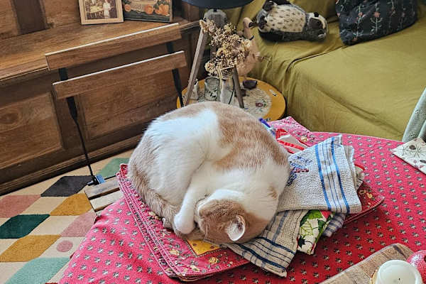 House sit in Strasbourg, France