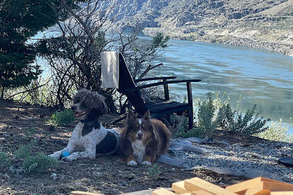 House sit in Chelan, WA, US