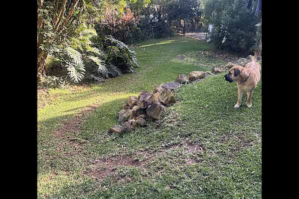 House sit in Port Macquarie, NSW, Australia